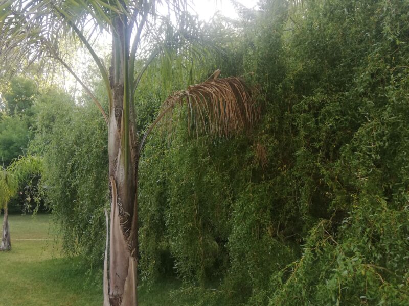 Mi Templo. Piscina privada.
